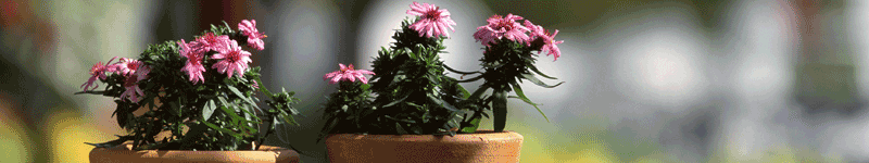 照顧植物不能只靠澆水！花寶新的秘密武器