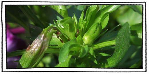 輕鬆化解蟲蟲危機：蚜蟲篇 | iGarden花寶愛花園