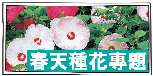 2013春播期間限定企劃 春種子 x 播種知識整理 | iGarden花寶愛花園