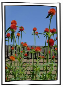 愛花精選：千日紅 草莓園花卉介紹 | iGarden花寶愛花園