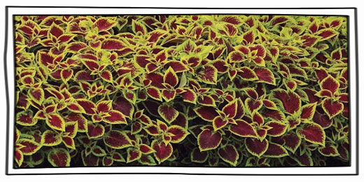 彩葉草品種介紹、栽培術教學 | iGarden花寶愛花園