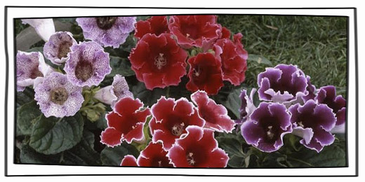 大岩桐品種介紹、栽培術教學 | iGarden花寶愛花園