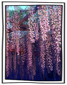 花札季節花: 四月之藤 | iGarden花寶愛花園