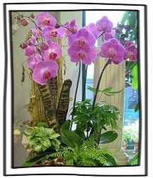 好園丁秘笈: 蝴蝶蘭花禮花謝了怎麼辦 | iGarden花寶愛花園