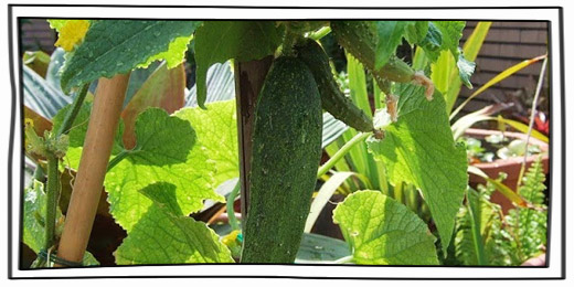 家庭菜園栽培術：鮮採即食-小黃瓜 | iGarden花寶愛花園