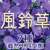 特選多型態風鈴草 適合不同的庭院