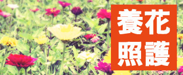 春天養花照護專題