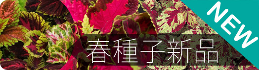 第三波春季新品種子上架