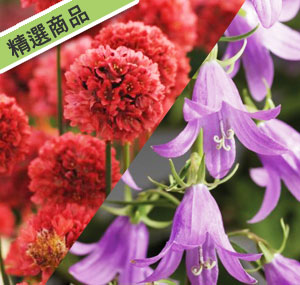 左海石竹 芭娜-紅 右風鈴草 柔美-藍