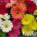 非洲菊 美加-混合
