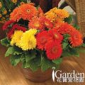 非洲菊 秋色-混合