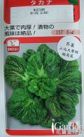 芥菜 三池大葉縮緬高菜
