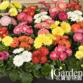 非洲菊 迷你美加-混合