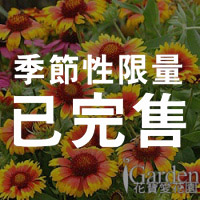天人菊 美莎-紅黃雙色