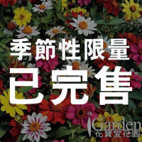 百日草 撒哈拉-新混合